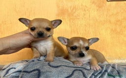 Chihuahua perros en venta: Chihuahua miniatura  - Imagen 1