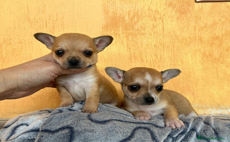 Chihuahua perros - Propaganda 15