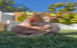 Sphynx gatos en venta: GATITAS SPHYNX - Anuncio 4