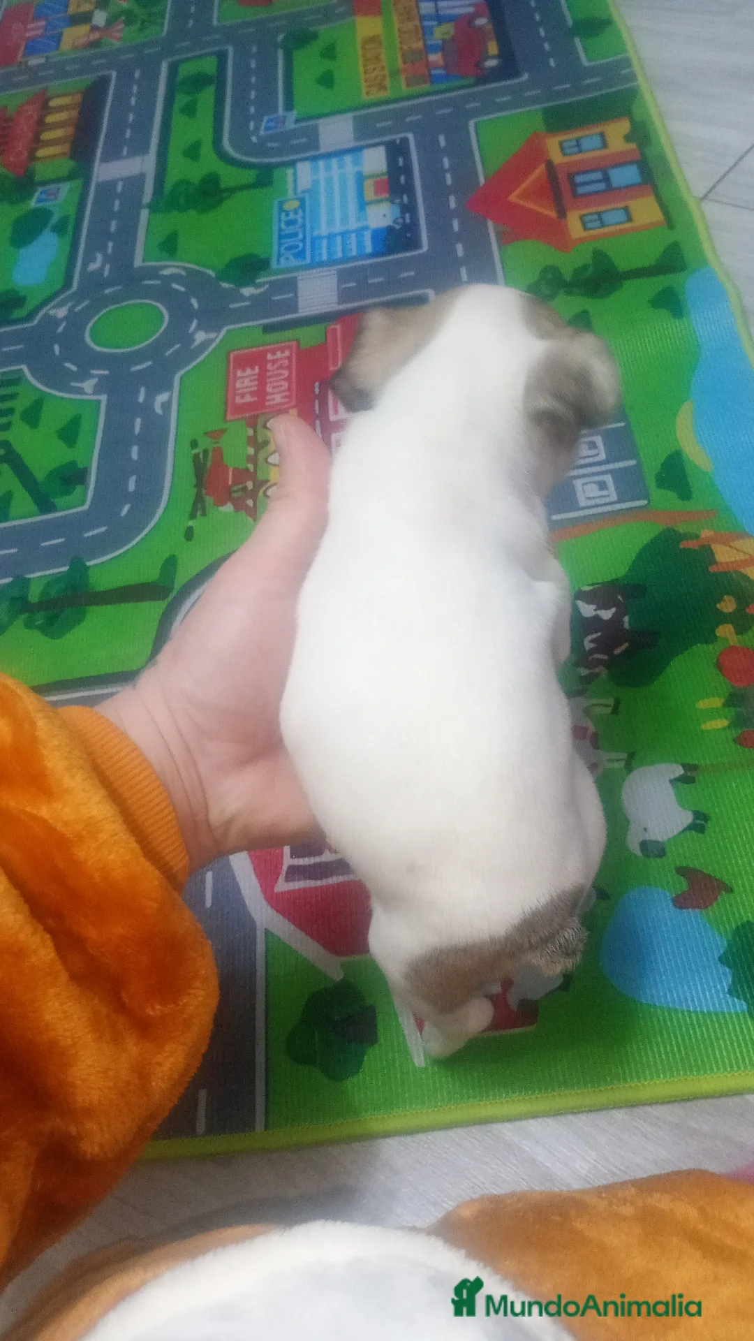 Bulldog Francés perros en venta: Bulldog francés  - Anuncio 2