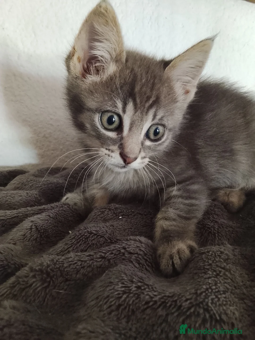 Raza Mixta gatos en adopcion: Neula en adopción  - Anuncio 2