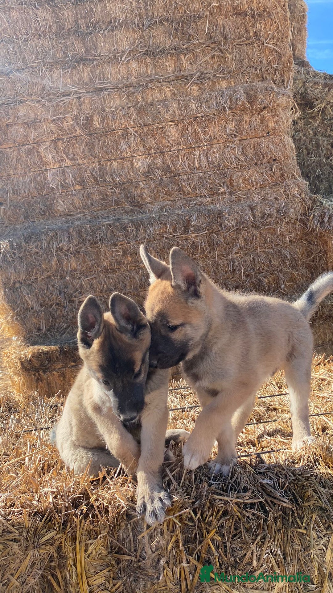 Pastor Belga Malinois perros en venta: Malinois - Imagen 2