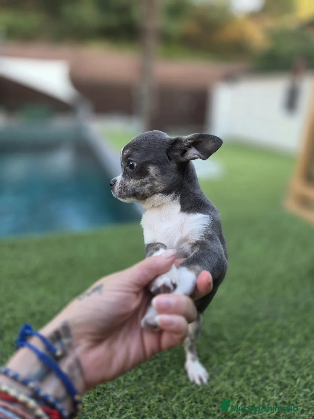 Chihuahua perros en venta: Chihuahua toy  - Anuncio 2