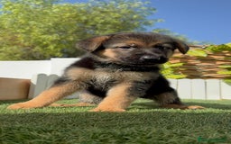 Pastor Alemán perros en venta: PASTOR ALEMAN - Imagen 10