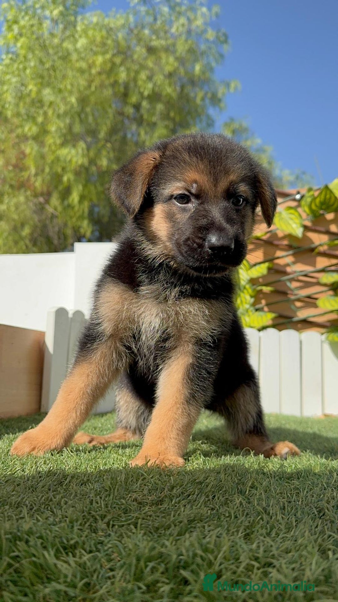 Pastor Alemán perros en venta: PASTOR ALEMAN - Imagen 10