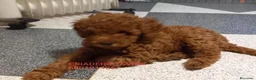 Caniche Toy perros en venta: Caniches Toy Rojos - Anuncio 5