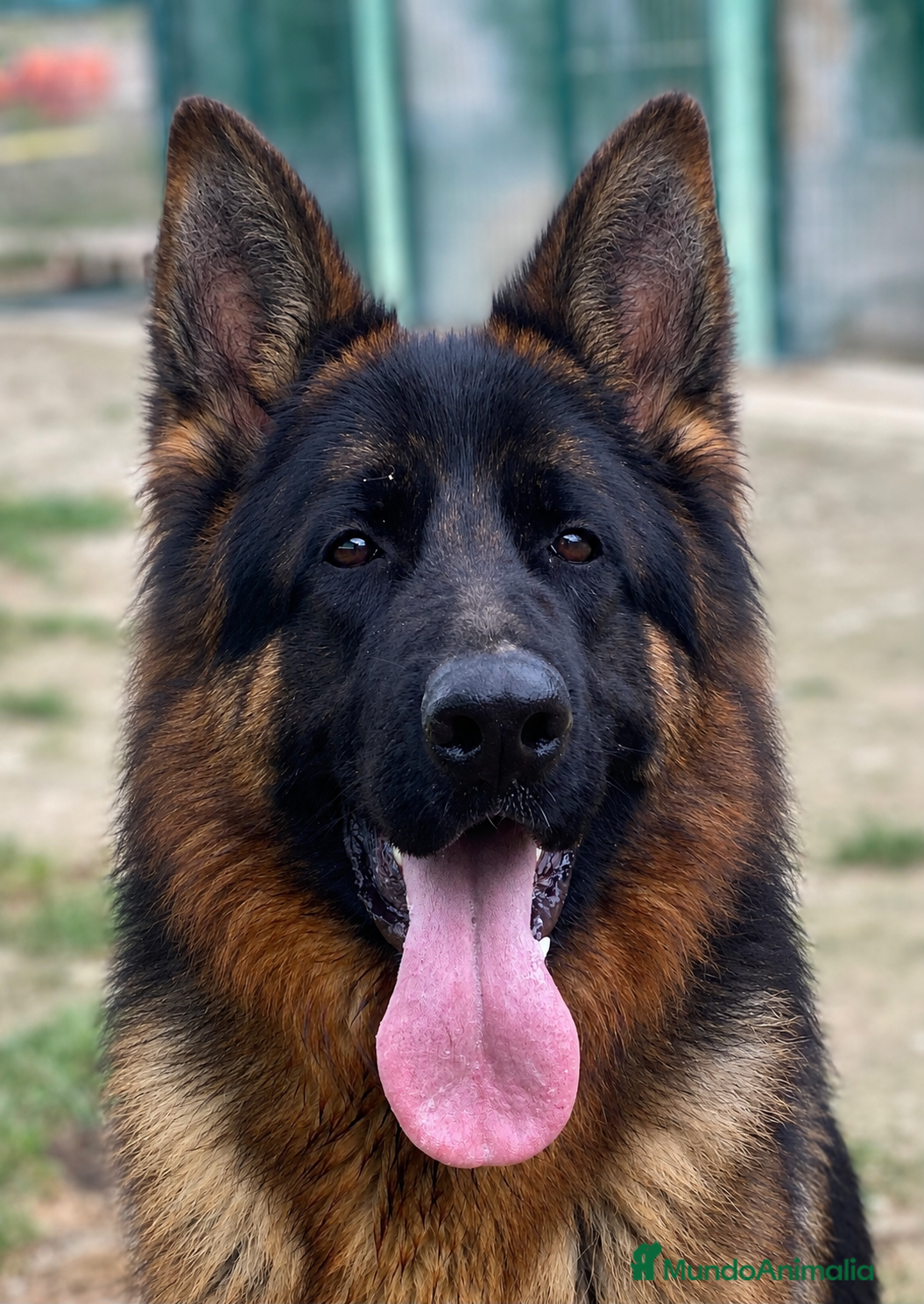 Pastor Alemán perros Cachorros de pastor alemán  - Anuncio 2