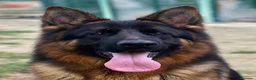 Pastor Alemán perros en venta: Cachorros de pastor alemán  - Anuncio 1