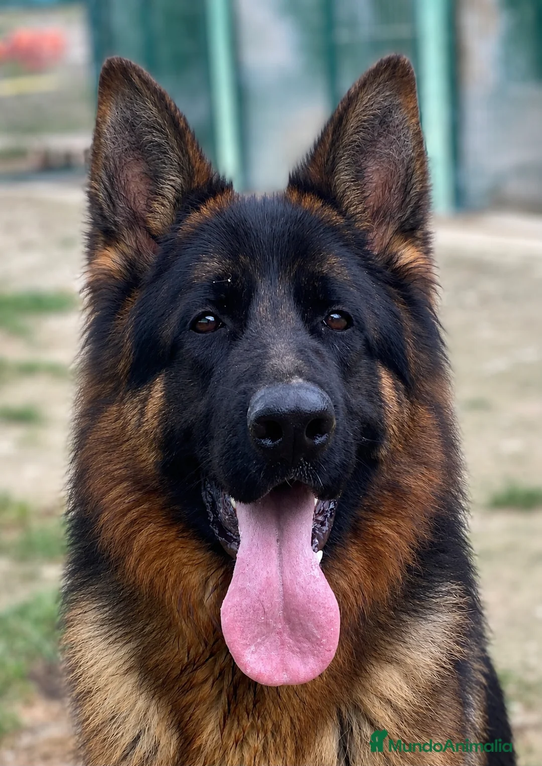 Pastor Alemán perros en venta: Cachorros de pastor alemán  - Anuncio 1
