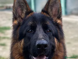 Pastor Alemán perros Cachorros de pastor alemán - Anuncio 2