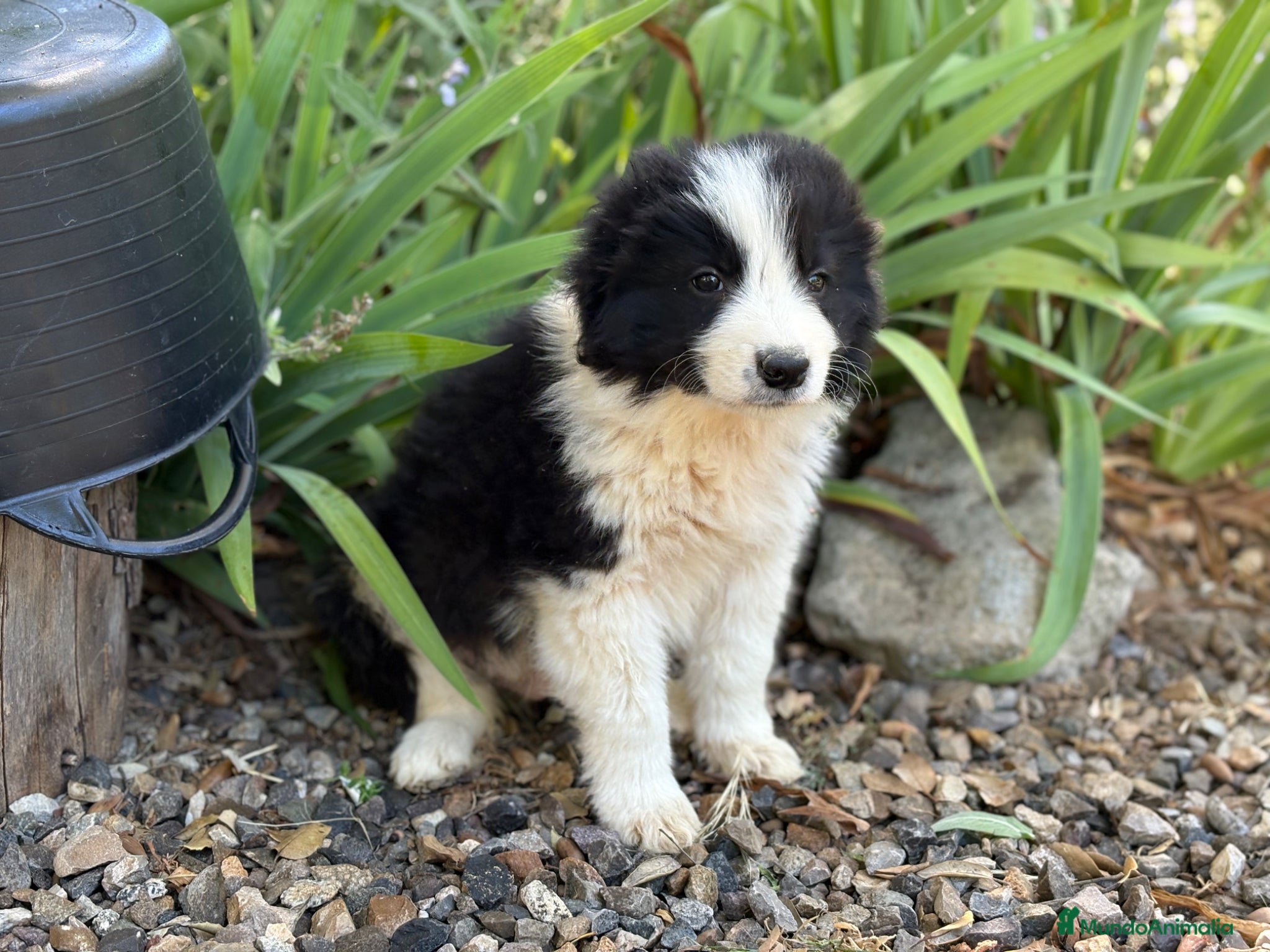 Border Collie perros 🐾 Border Collie tranquilos y equilibrados 🐾 - Anuncio 12