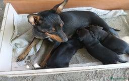 Pinscher Miniatura perros en venta: CACHORROS DE PINCHER MINIATURA  - Imagen 4