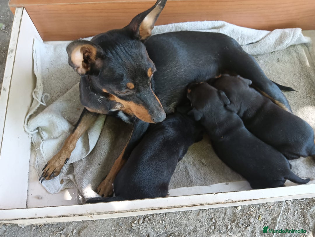 Pinscher Miniatura perros en venta: CACHORROS DE PINCHER MINIATURA  - Imagen 4