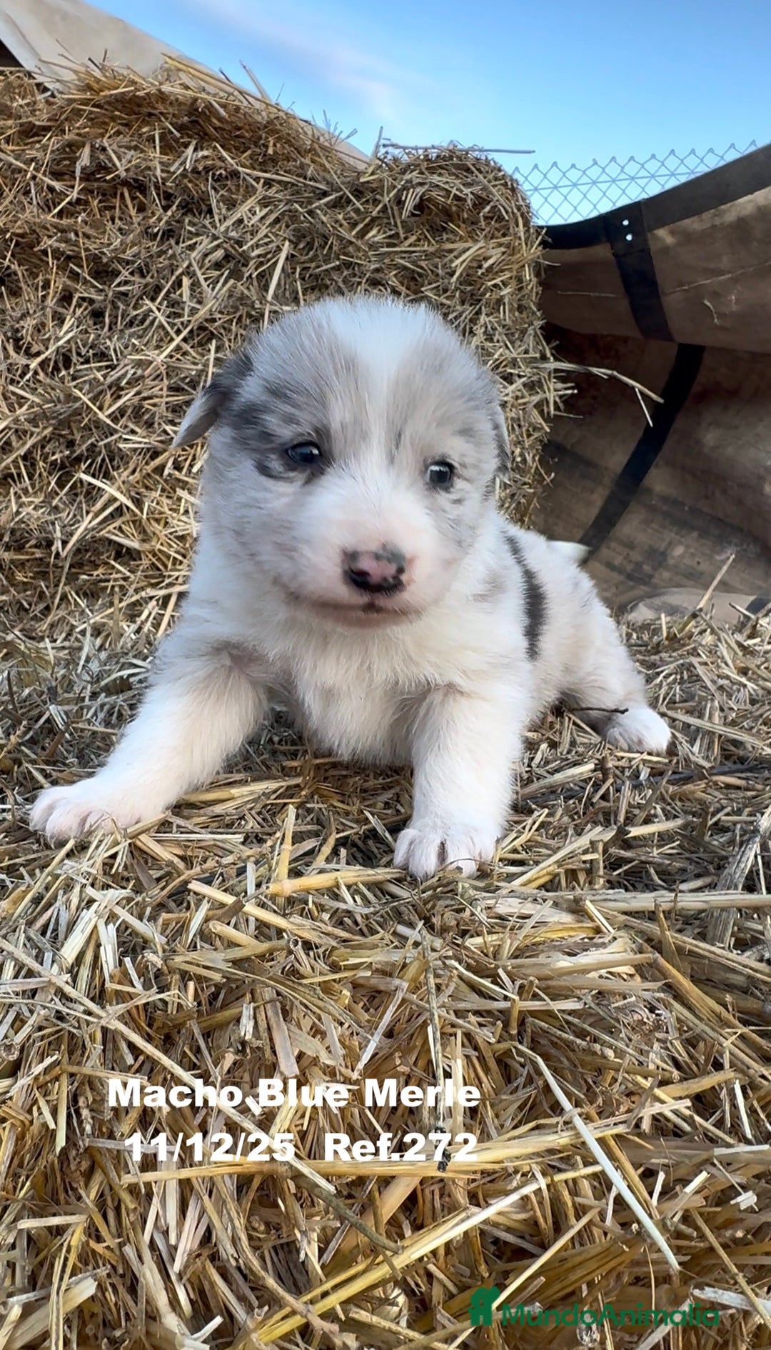 Border Collie perros en venta: Border Collie - Anuncio 20