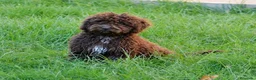 Perro de Agua Español perros en venta: CAMADA DE PERRO DE AGUA  - Anuncio 9