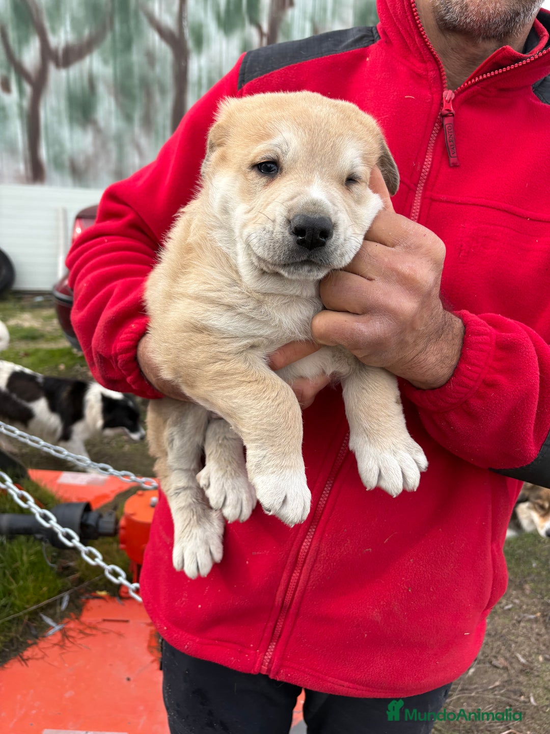 Mastín Español perros en venta: Macho mastín Español cachorro - Anuncio 12