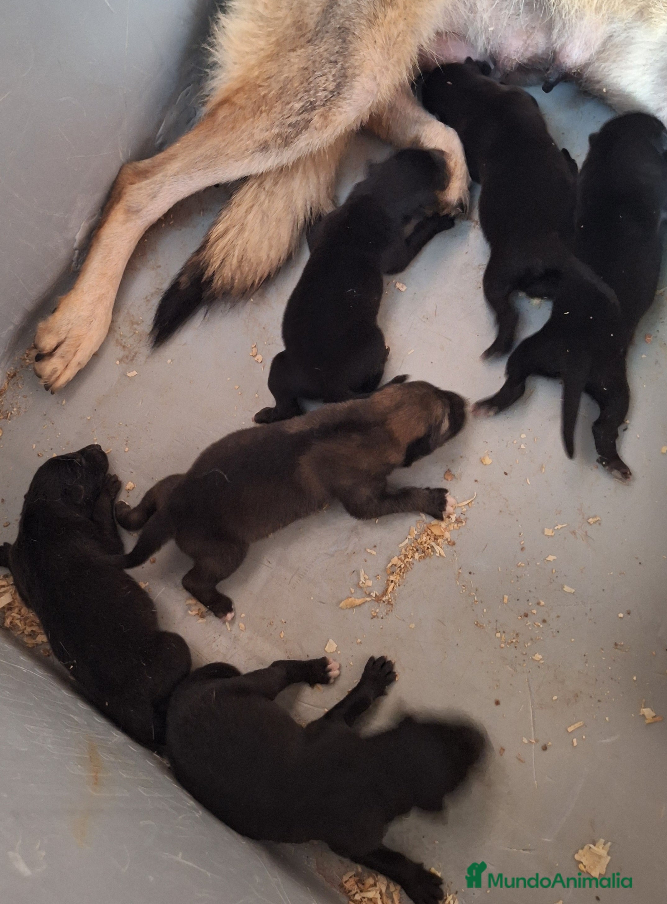 Raza Mixta perros PERRO LOBO AMERICANO  - Anuncio 7