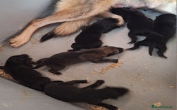 Raza Mixta perros en venta: PERRO LOBO AMERICANO  - Imagen 1
