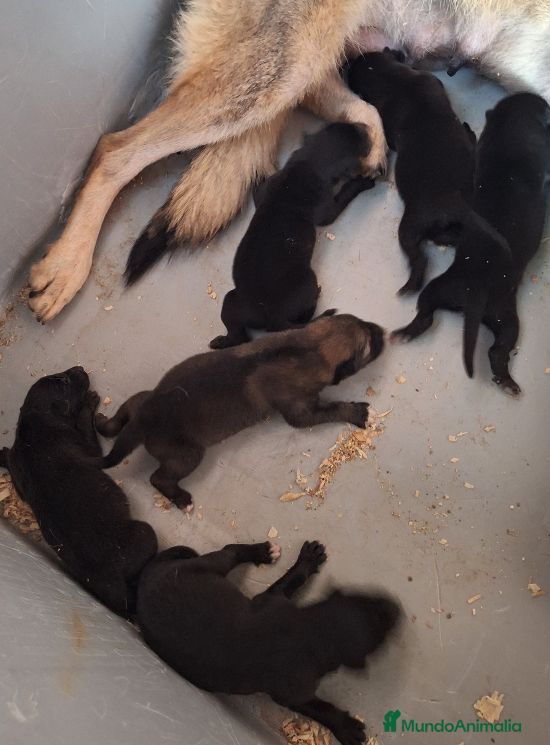 Raza Mixta perros en venta: PERRO LOBO AMERICANO  - Imagen 1