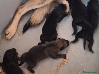 Raza Mixta perros - Anuncio 2