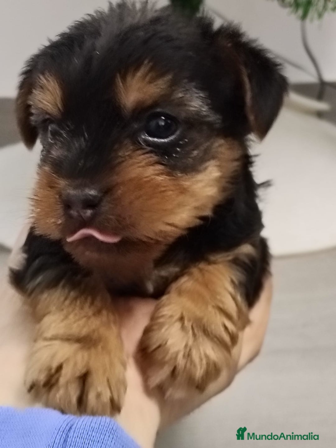 Yorkshire Terrier perros en venta: Yorkshire terrier  - Anuncio 4