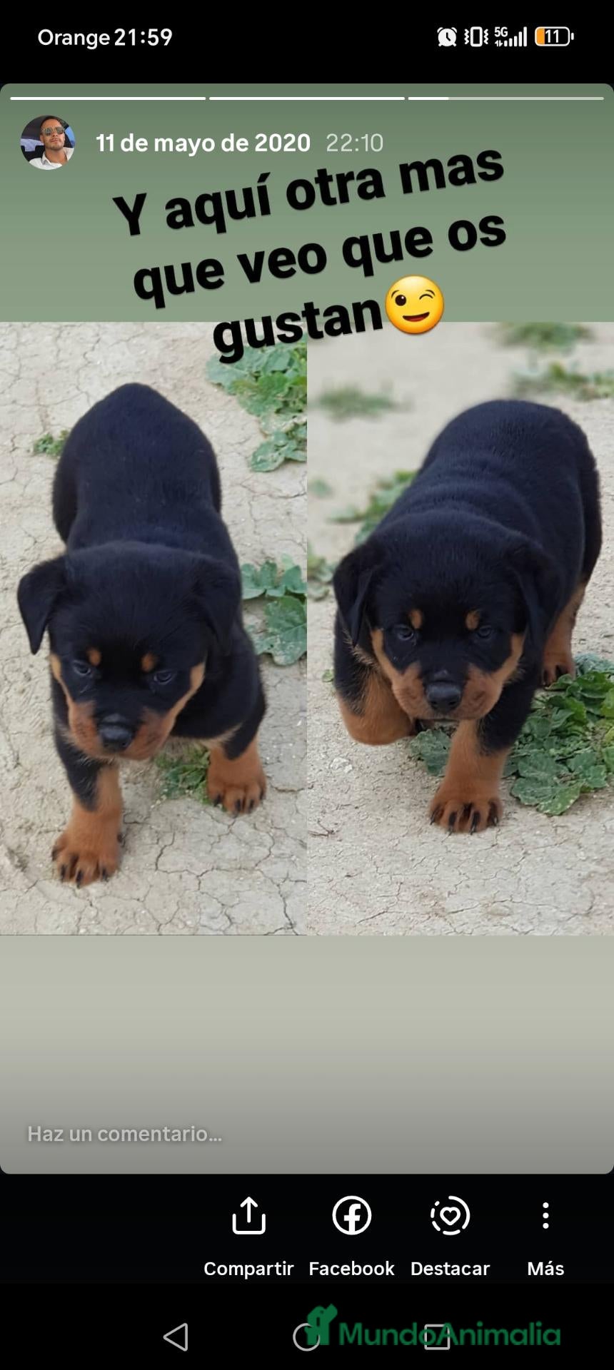 Rottweiler perros Cachorros Rottweiler  - Anuncio 1