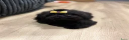 Shihpoo perros en venta: Monísima ShihPoo negra - Anuncio 4