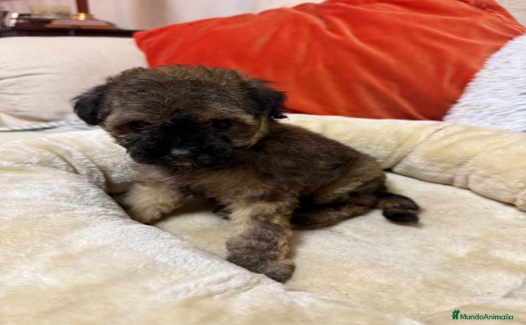 Maltipoo perros - Anuncio 1