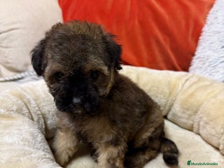 Maltipoo perros - Anuncio 18