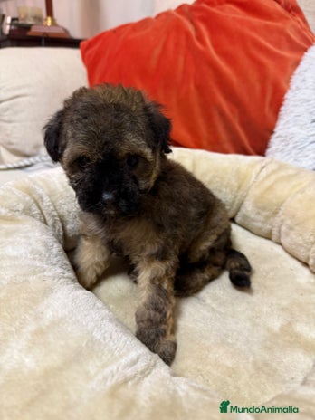 Maltipoo perros - Anuncio 8