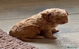 Caniche Enano perros en venta: Caniche enano - Imagen 8
