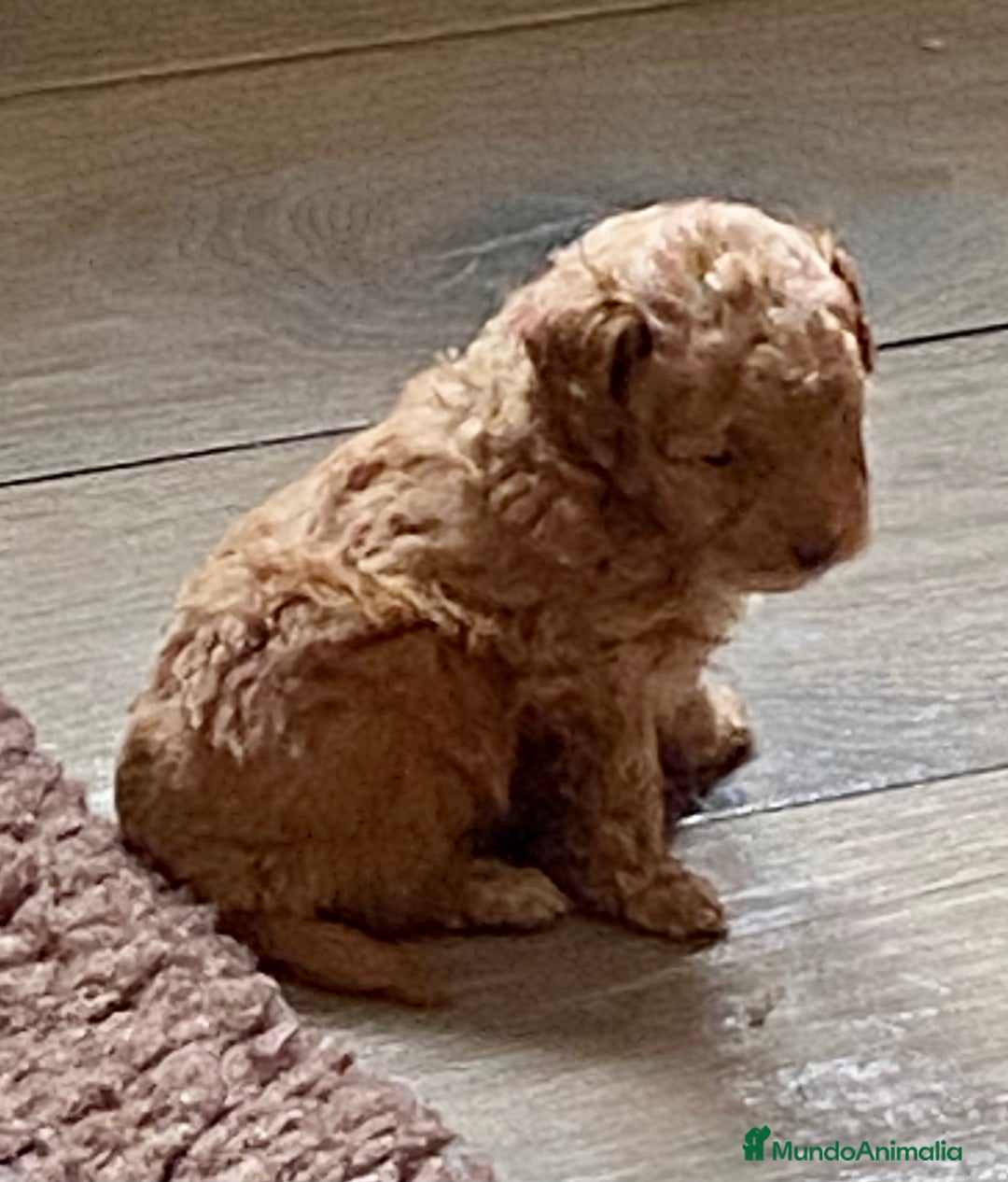 Caniche Enano perros en venta: Caniche enano - Imagen 8