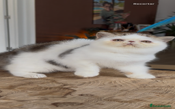 Exótico de Pelo Corto gatos en venta: Exótico Van - Imagen 4