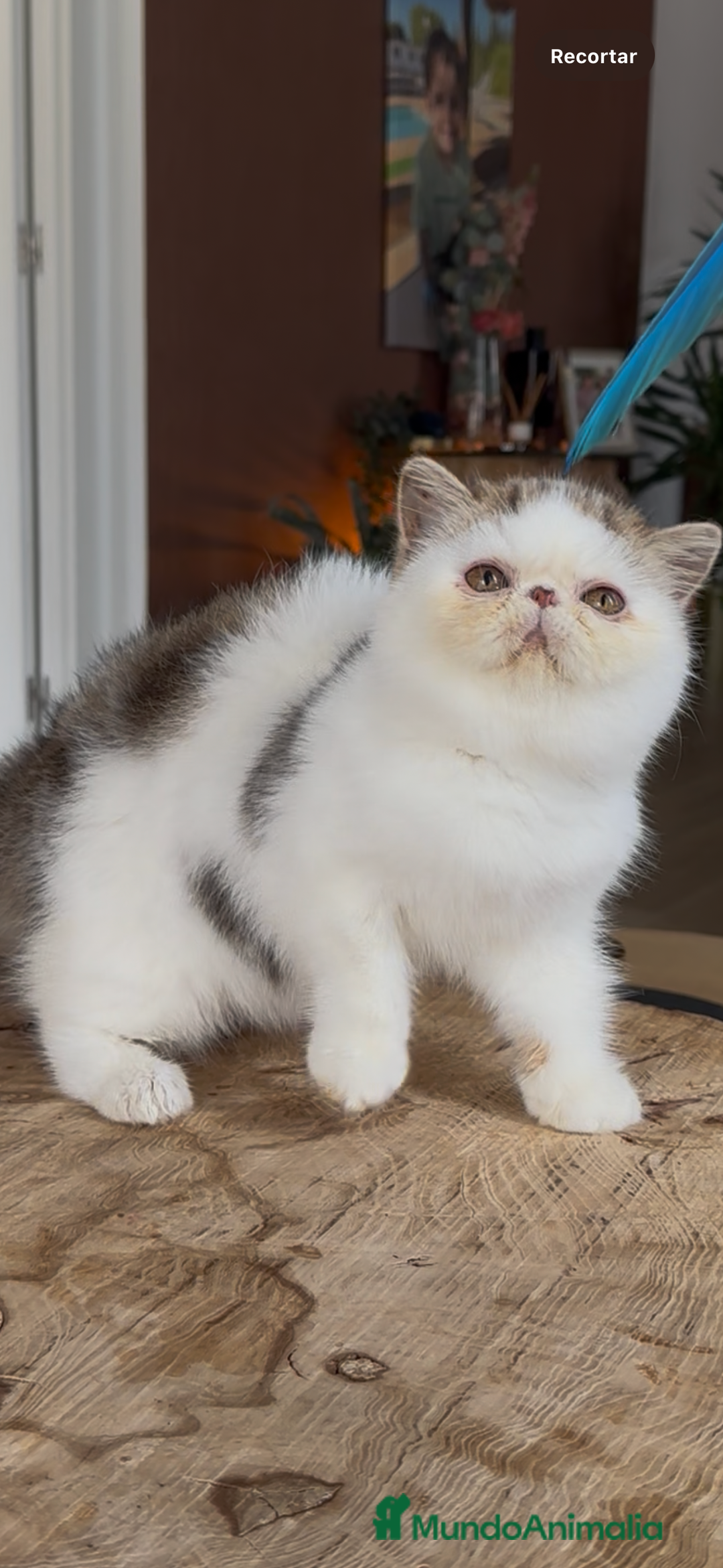 Exótico de Pelo Corto gatos en venta: Exótico Van - Imagen 4