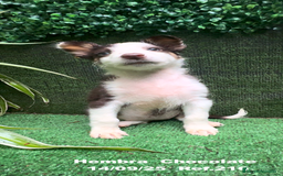 Border Collie perros en venta: Border Collie Chocolate - Imagen 26