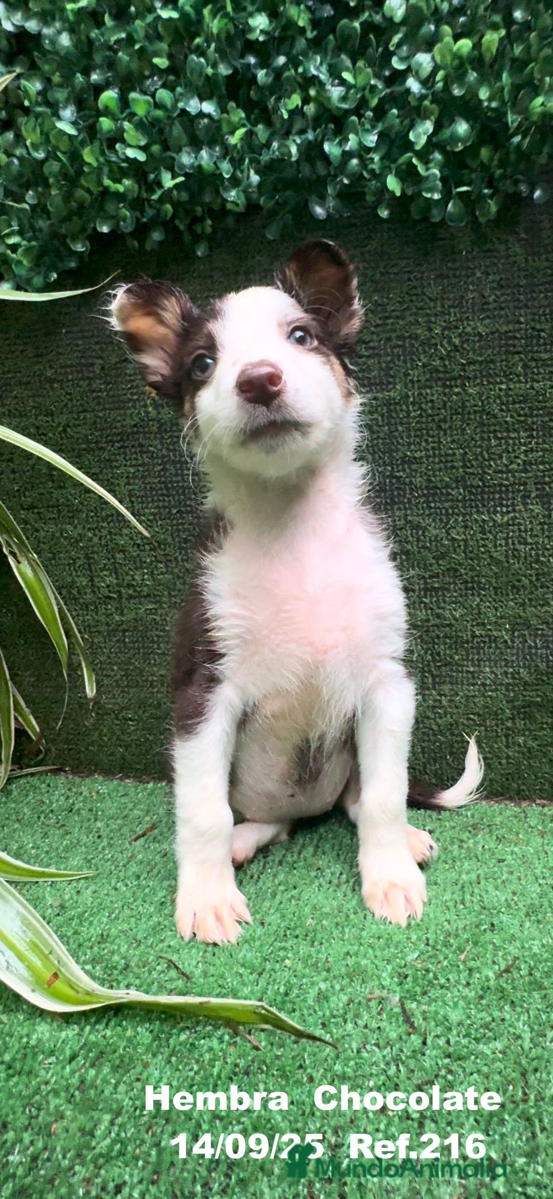 Border Collie perros en venta: Border Collie Chocolate - Imagen 26