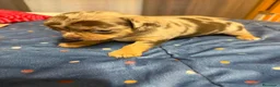 Chihuahua perros en venta: Hembra de chihuahua  en Barcelona - Anuncio 4