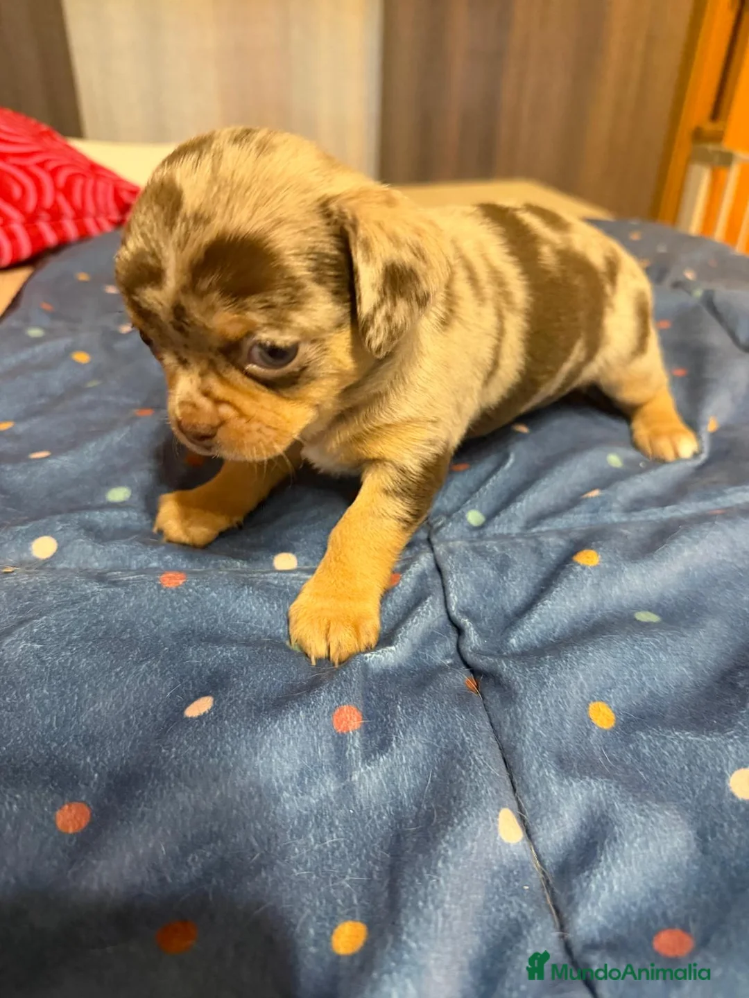 Chihuahua perros en venta: Hembra de chihuahua  en Barcelona - Anuncio 4