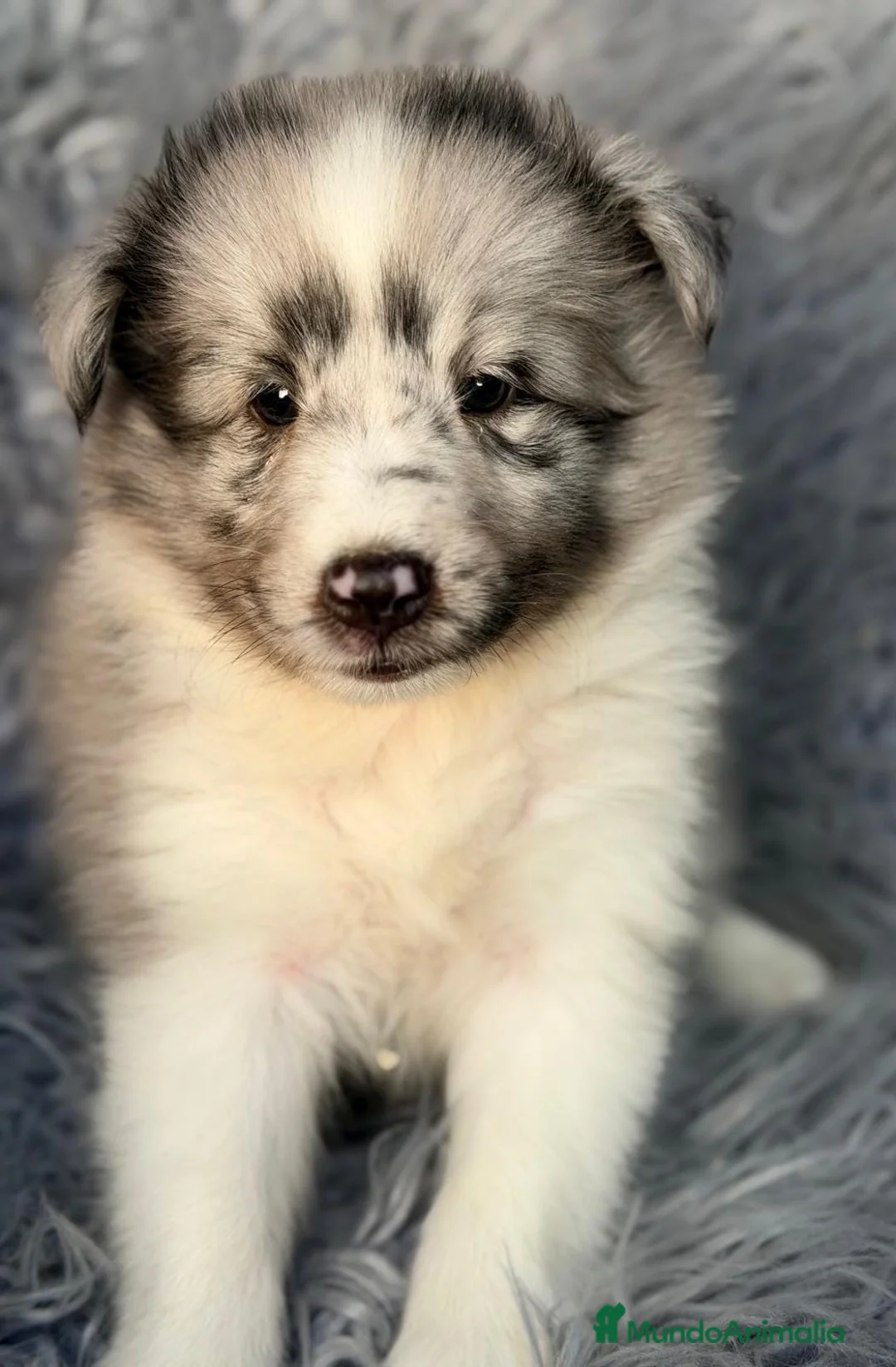 Perro Pastor de las Shetland perros en venta: Camada de shetland - Anuncio 1