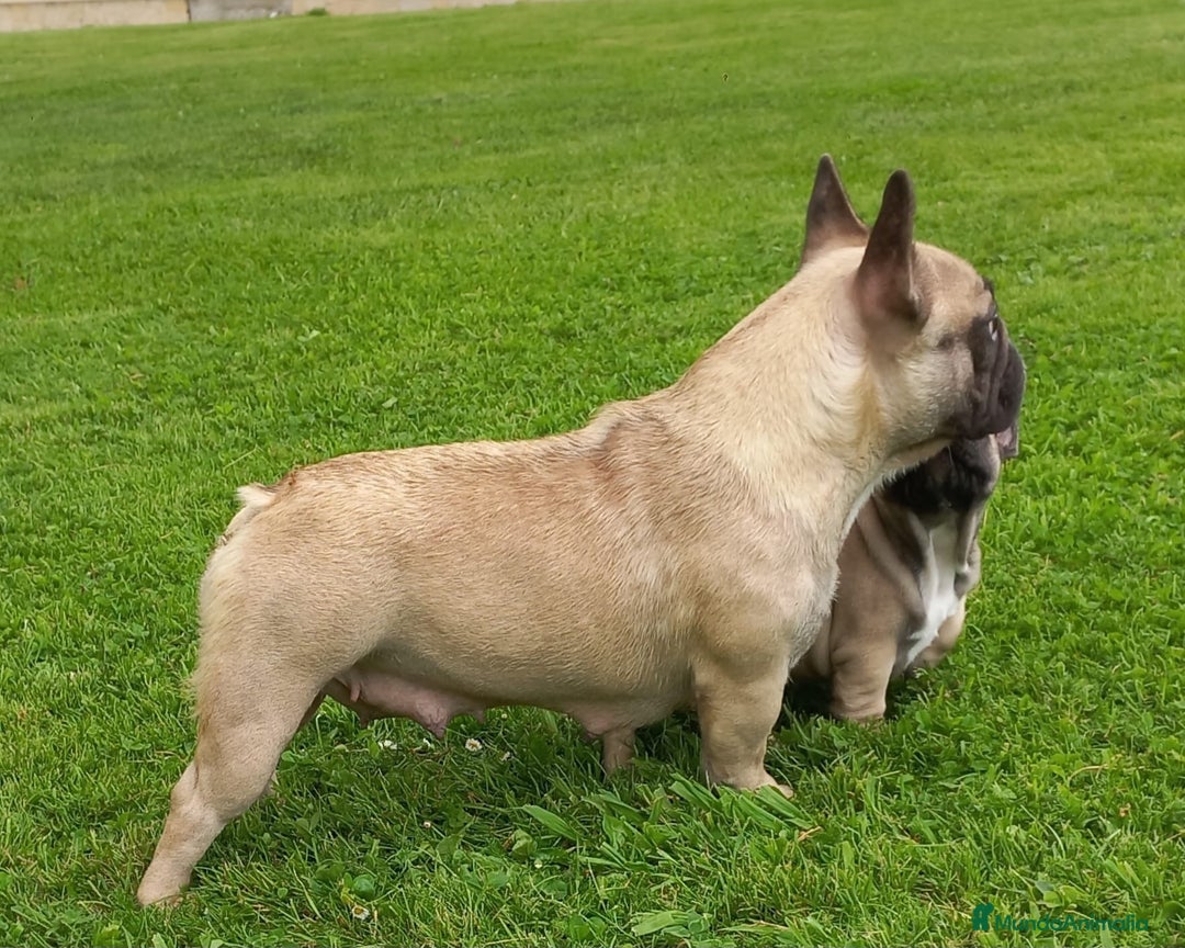 Bulldog Francés perros en venta: CACHORROS BULLDOG FRANCES - Anuncio 5