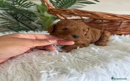 Caniche Toy perros en venta: CANICHE TOY ROJO MCHO, ENVIO A TODA ESPAÑA - Imagen 1