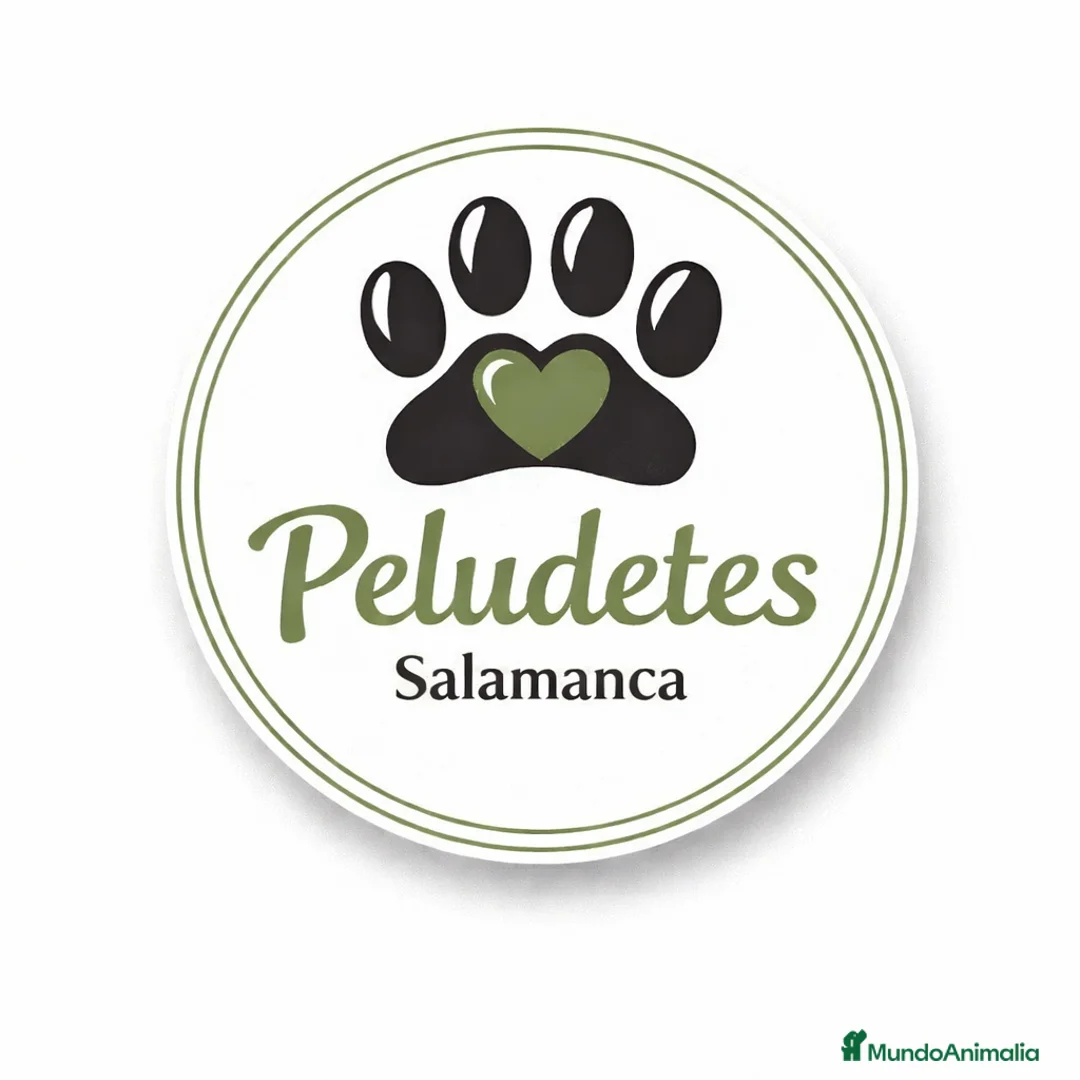 Golden Retriever perros en venta: Golden en Salamanca - Anuncio 2