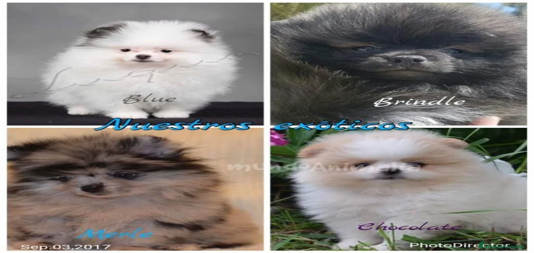 Imagen de galería {{count}}