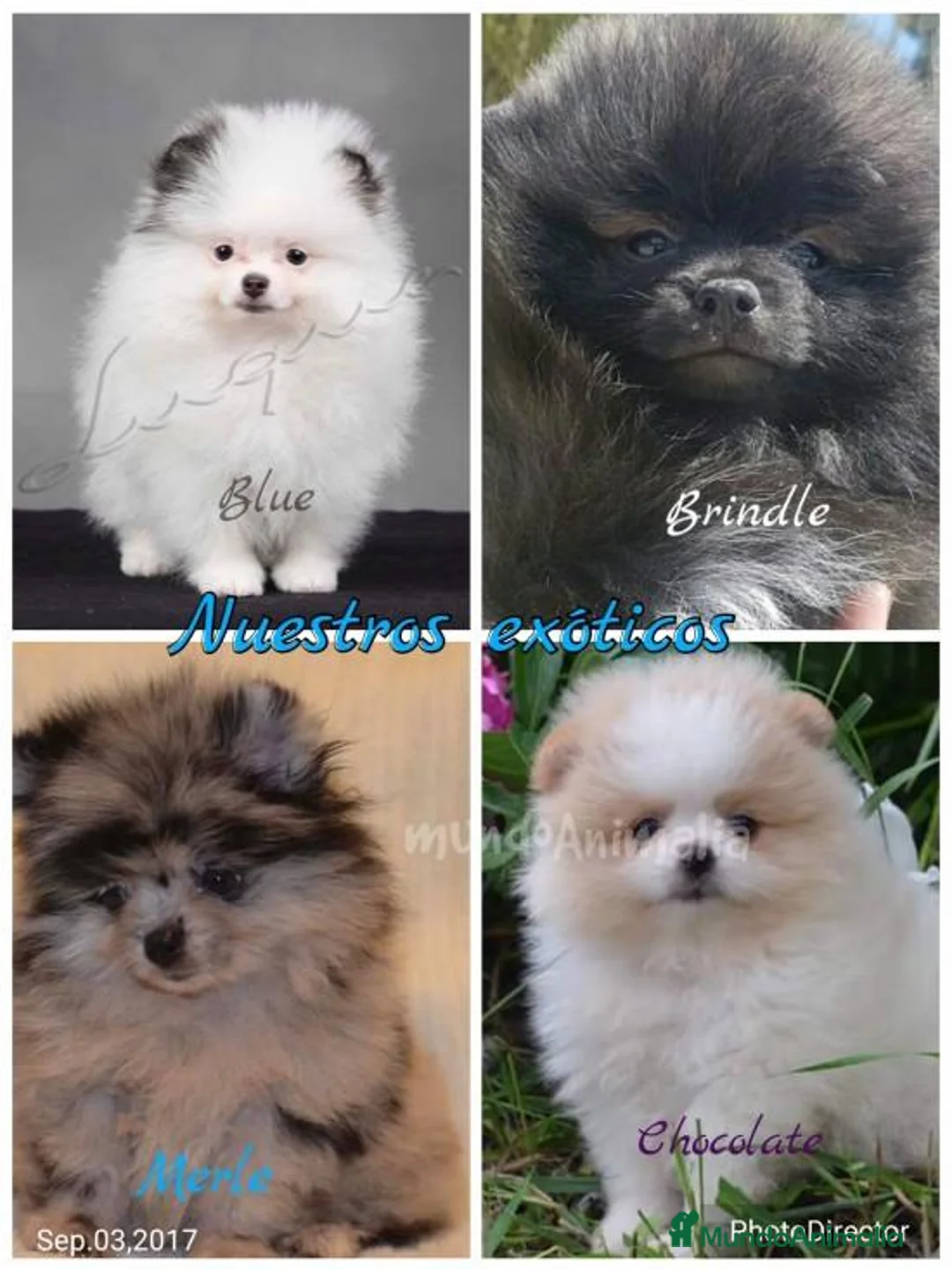 Imagen de galería {{count}}