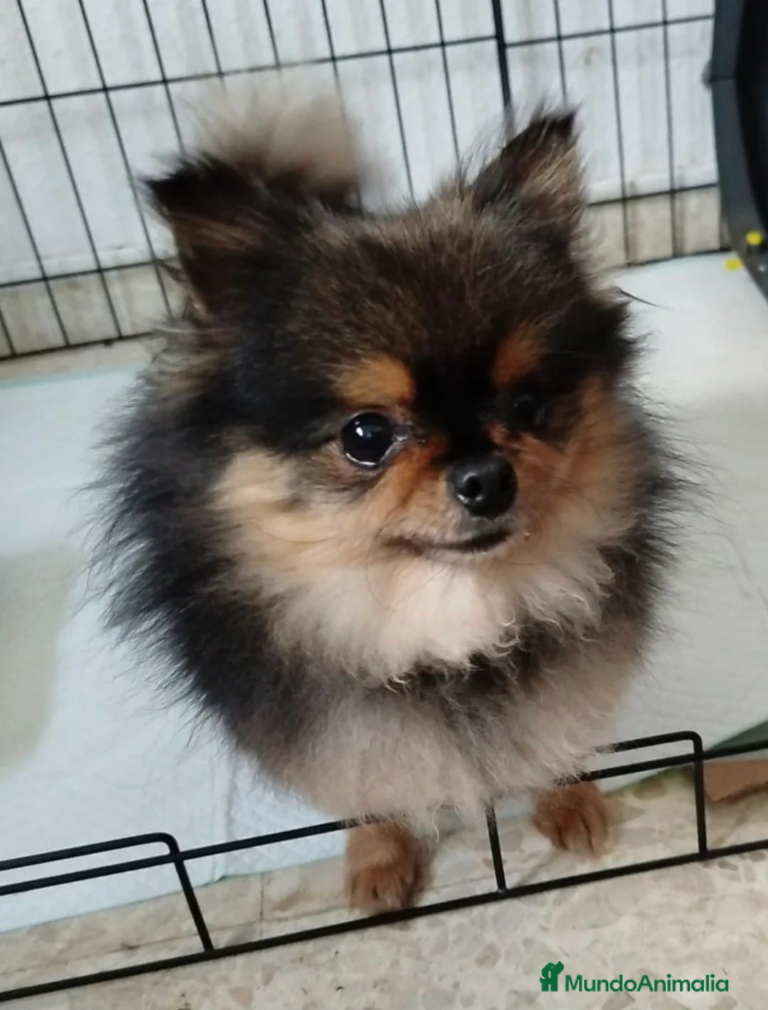 Pomerania perros en venta: POMERANIA  - Anuncio 1