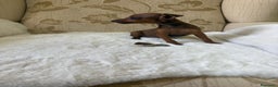 Pinscher Miniatura perros en venta: Pinscher Miniatura cachorro hembra  - Anuncio 29