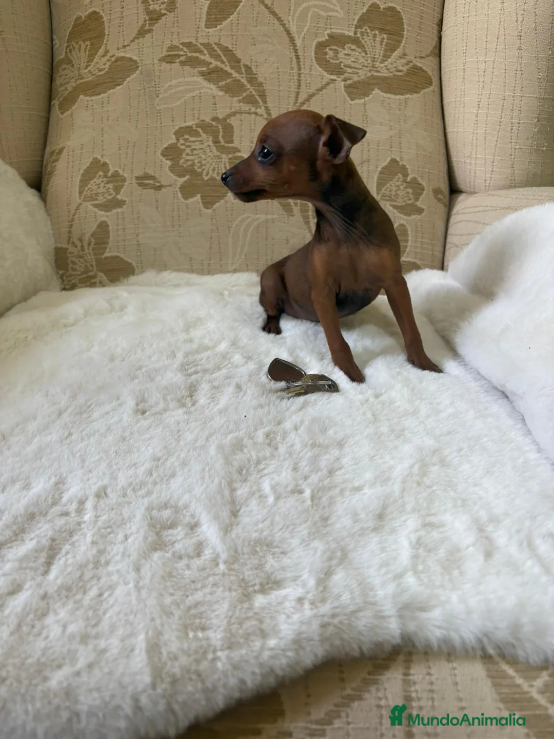 Pinscher Miniatura perros en venta: Pinscher Miniatura cachorro hembra  - Anuncio 29