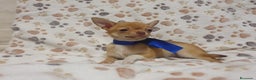 Chihuahua perros en venta: Chihuahuas bebes  en Granada - Anuncio 1