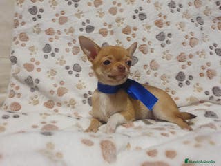 Chihuahua perros Chihuahuas bebes en Granada - Anuncio 32