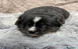 Otras razas perros en venta: Golden con Husky - Imagen 2